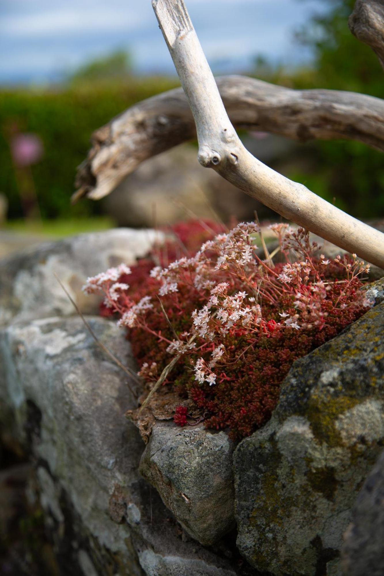 Balmungo Cottage B&B เซนต์แอนดรูว์ ภายนอก รูปภาพ